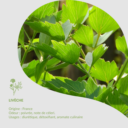 Plante du mois Livèche