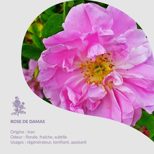 Plante du mois - Rose