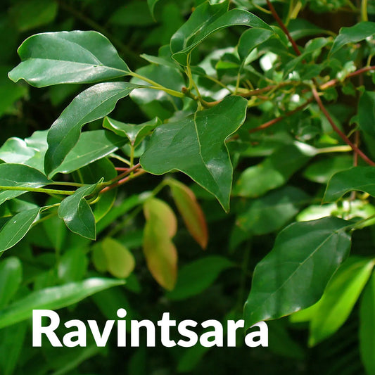 Ravintsara