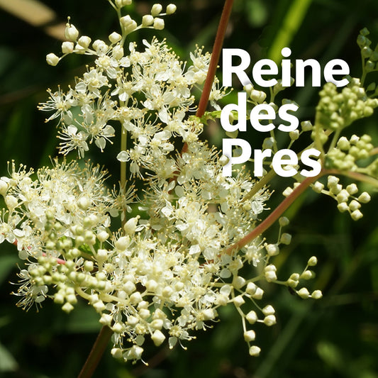 Reine des prés