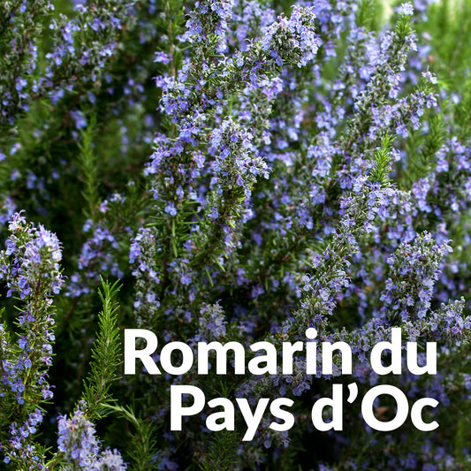 Romarin officinal du Pays d'Oc