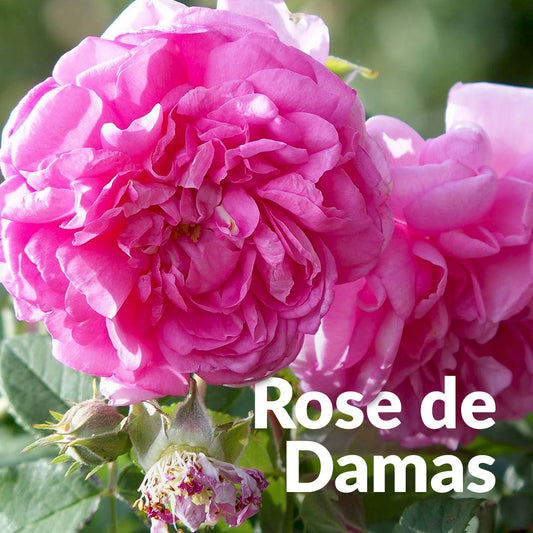 Rose de Damas