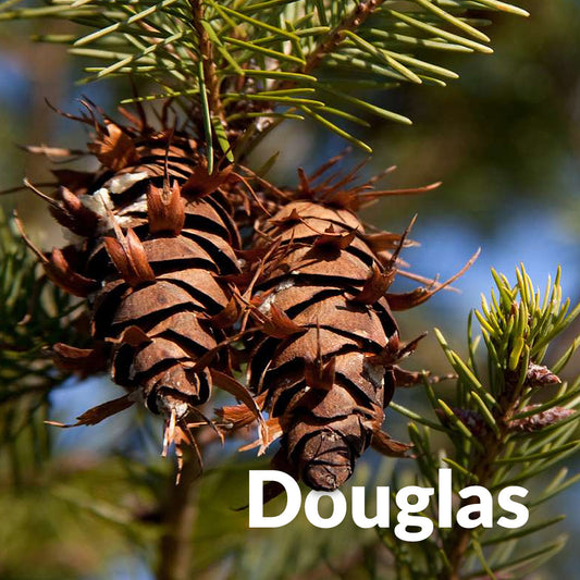 Sapin Douglas