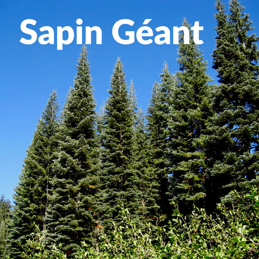 Sapin géant