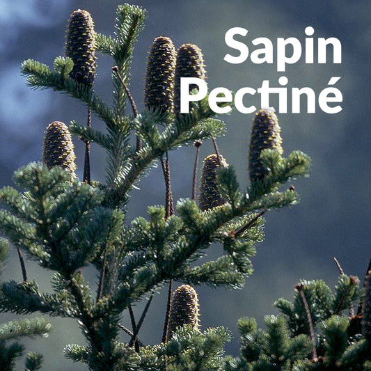 Sapin pectiné
