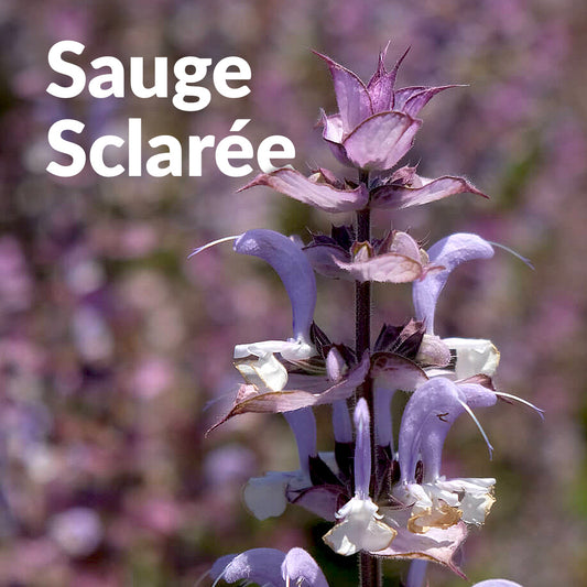 Sauge sclarée