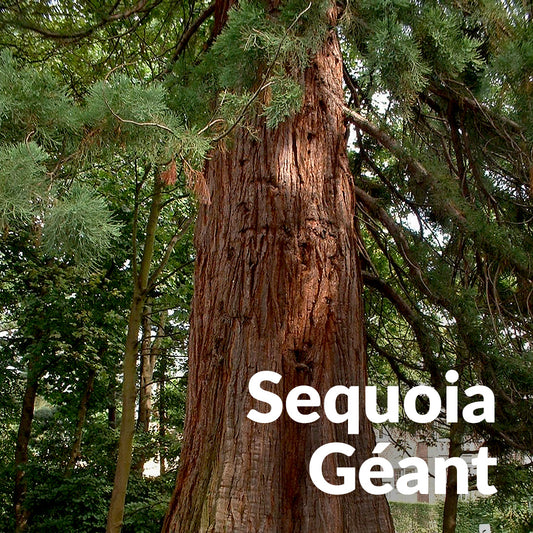 Séquoia géant