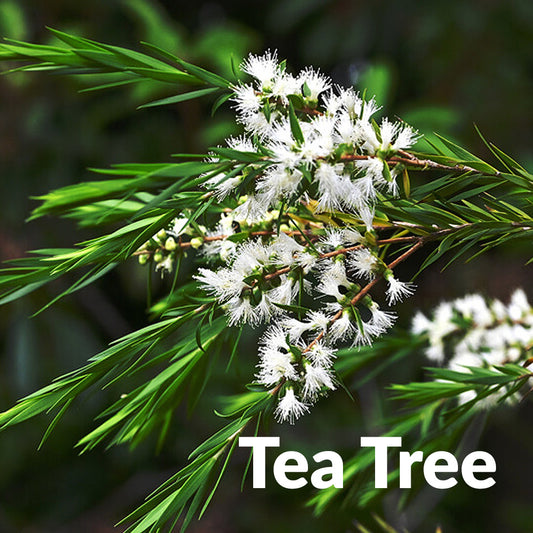 Tea tree