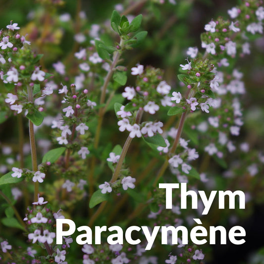 Thym paracymène