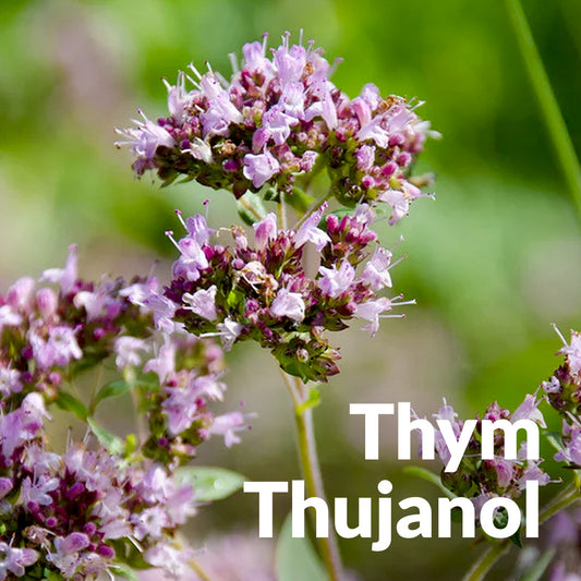 Thym thujanol sauvage