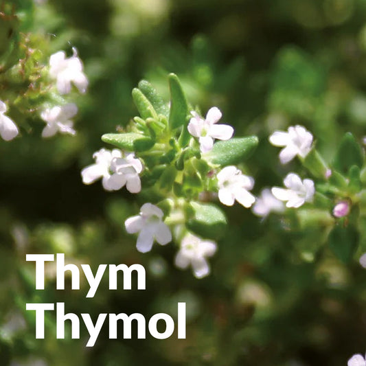 Thym thymol du Lot