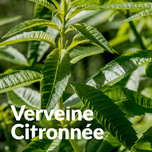 Verveine citronnée du Tarn