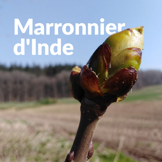 Marronnier d'Inde (Bourgeon)