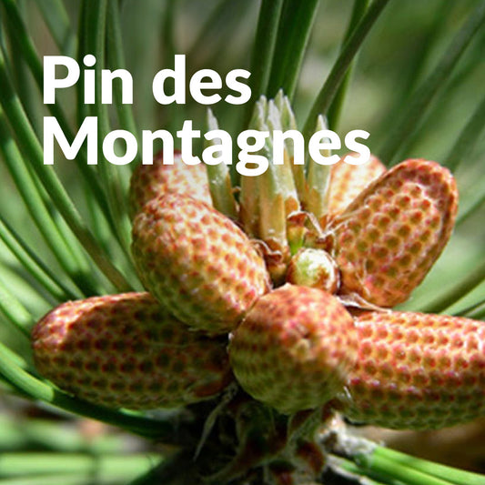 Pin des montagnes (Bourgeon)