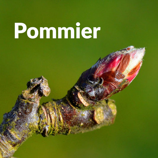 Pommier (Bourgeon)