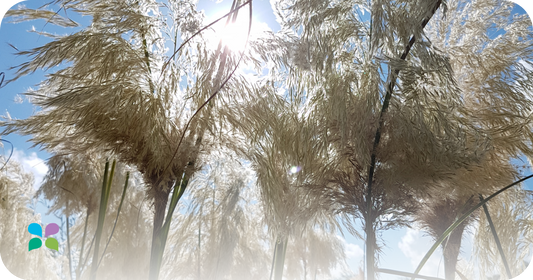 Préparation à l'été