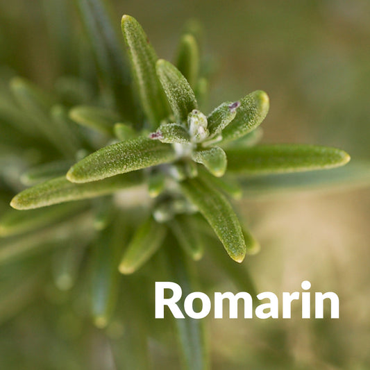 Romarin (Bourgeon)