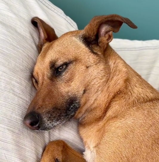 Nettoyage yeux et oreilles - santé animale