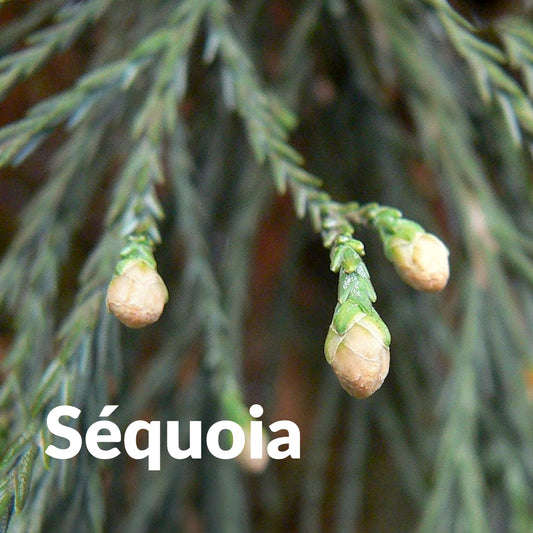 Séquoia (Bourgeon)