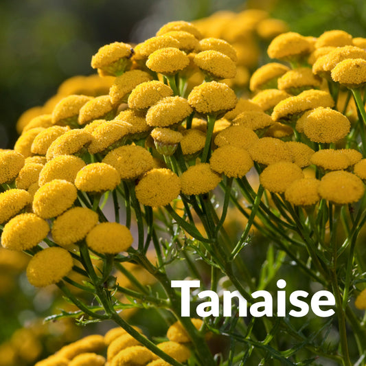 Tanaise