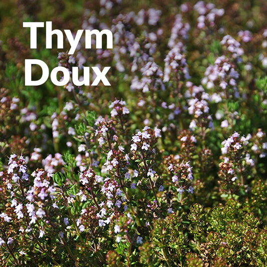Thym doux