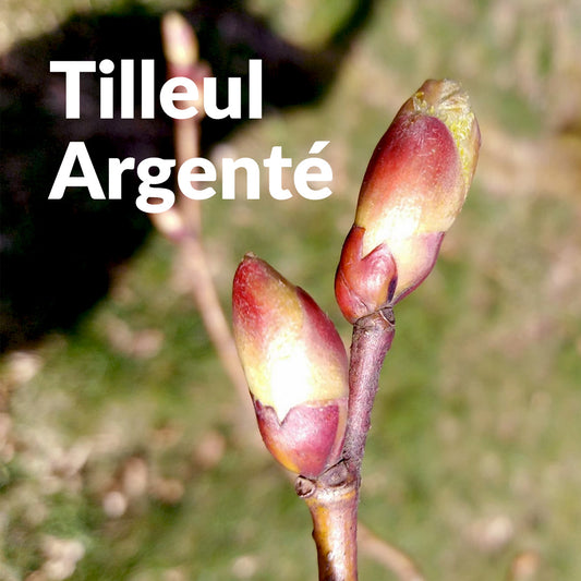 Tilleul argenté (Bourgeon)