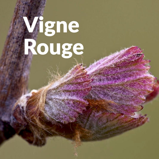 Vigne rouge (Bourgeon)