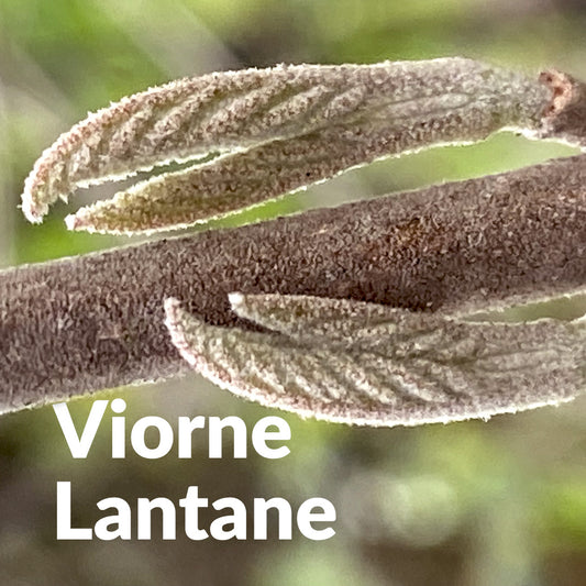 Viorne lantane (Bourgeon)