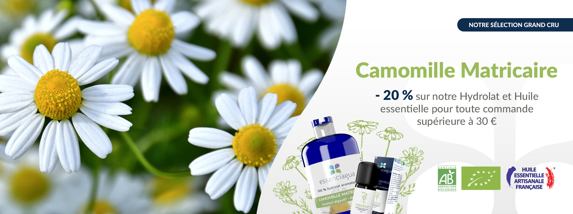Camomille Matricaire