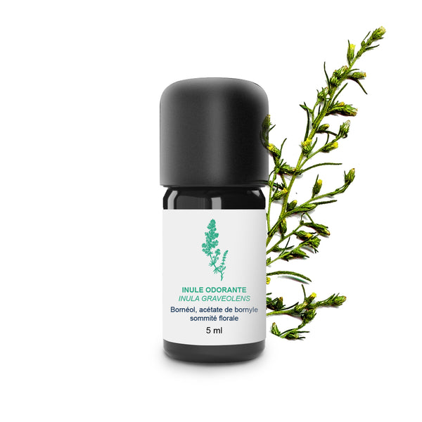 Inula Essential Oil 100% Organic and Handcrafted