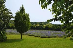 Photo of a lavender field