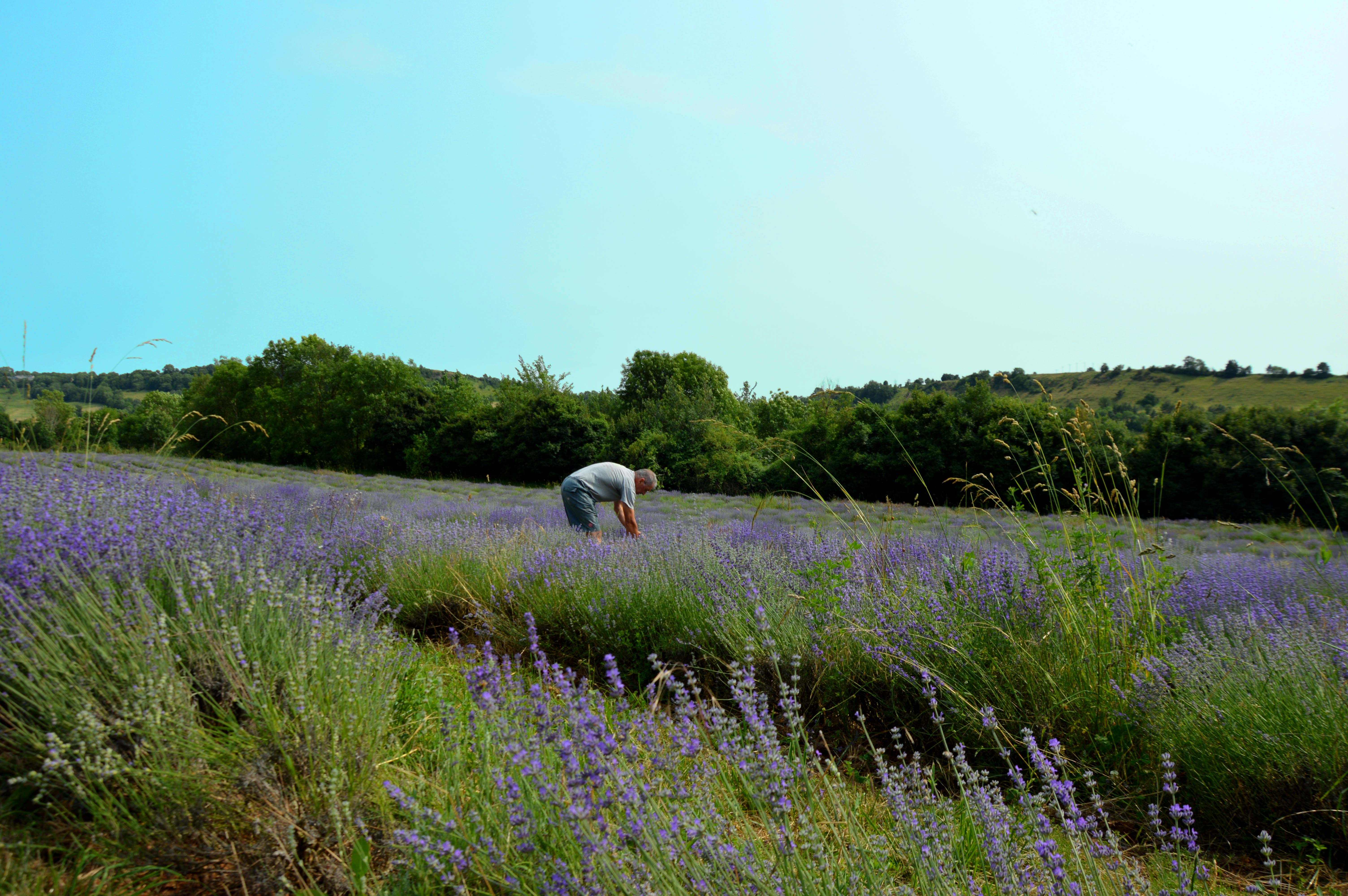 A lavender grower working in his field