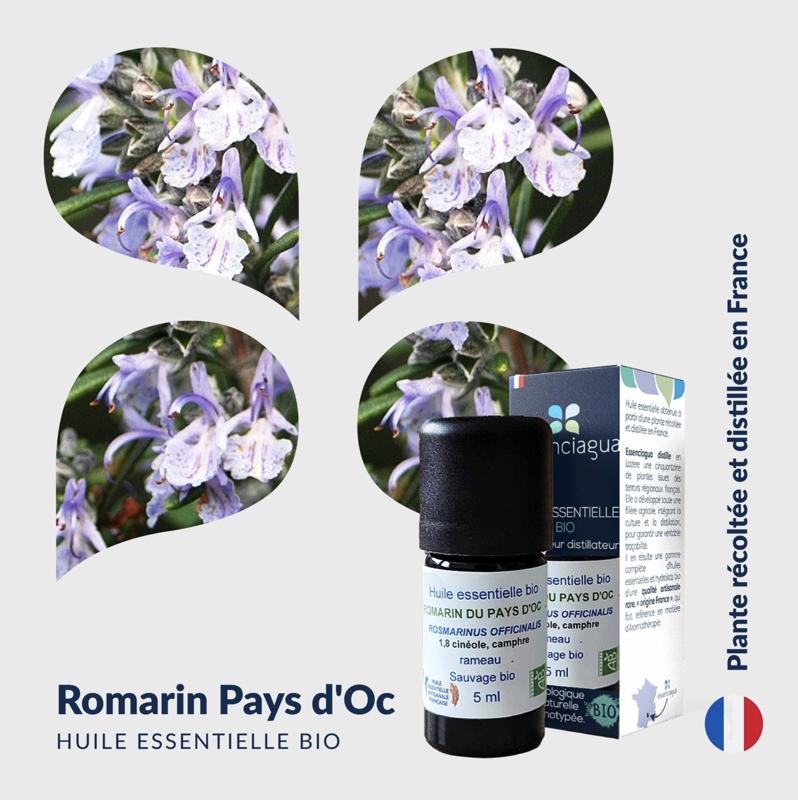 Rosemary essential oil from the Pays d'Oc