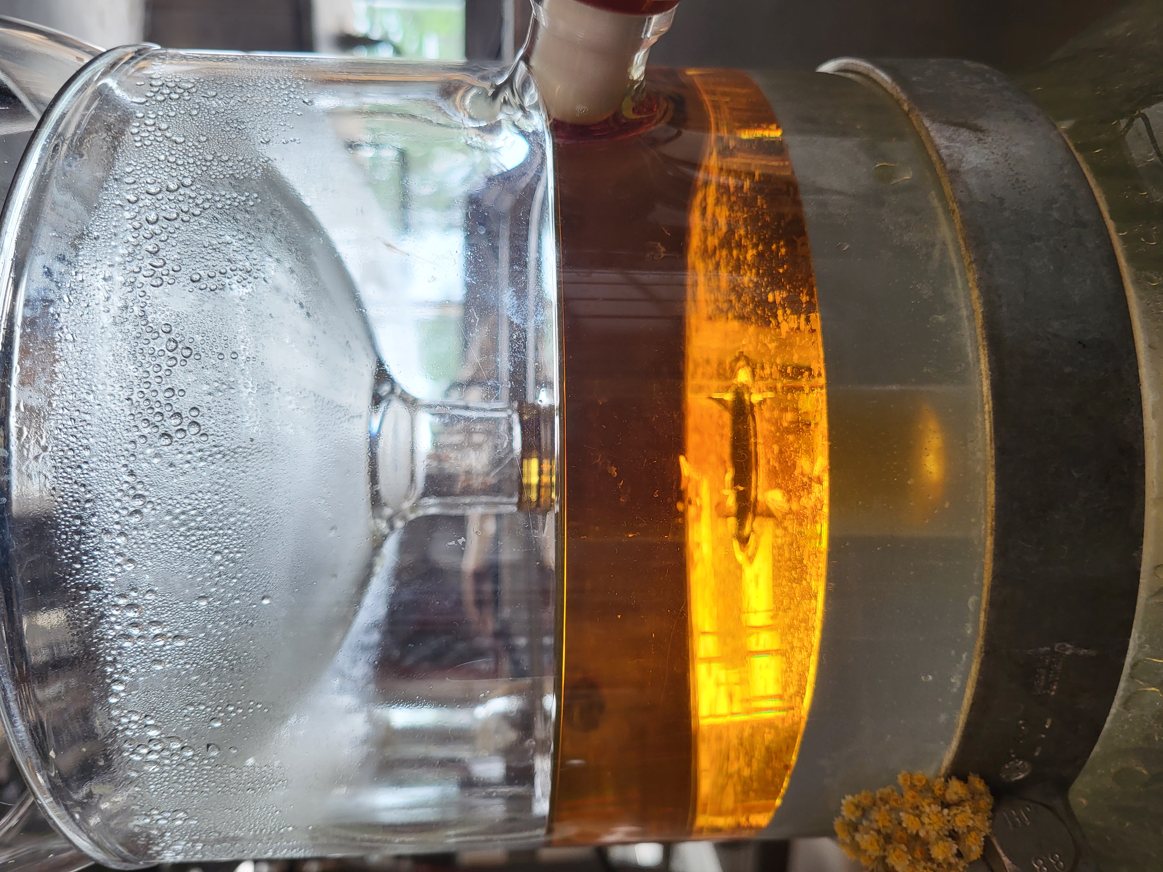 Discover the distillation Immortelle Italian Helichryse