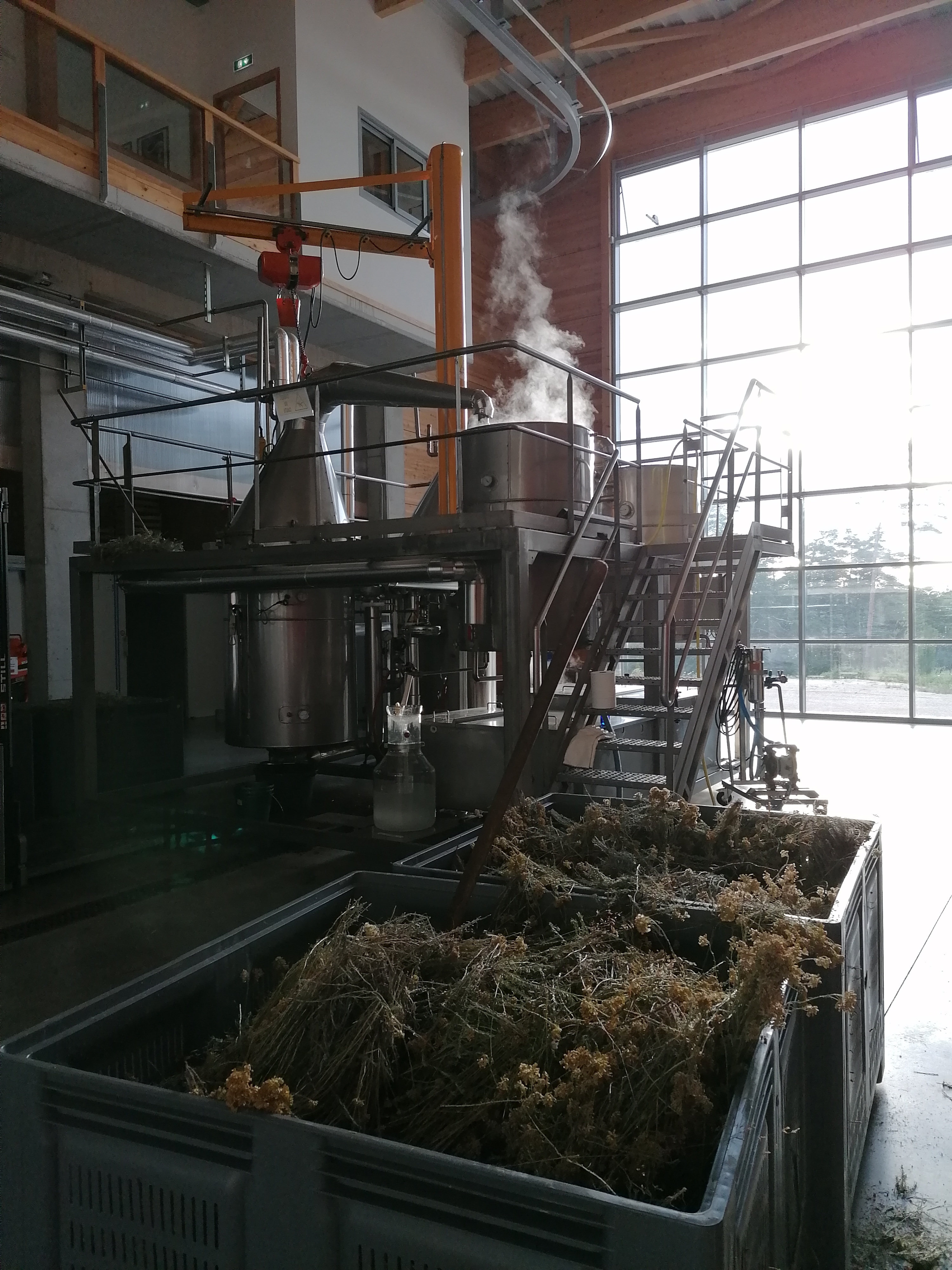 Decouvrez la distillation Hélichryse italienne Immortelle