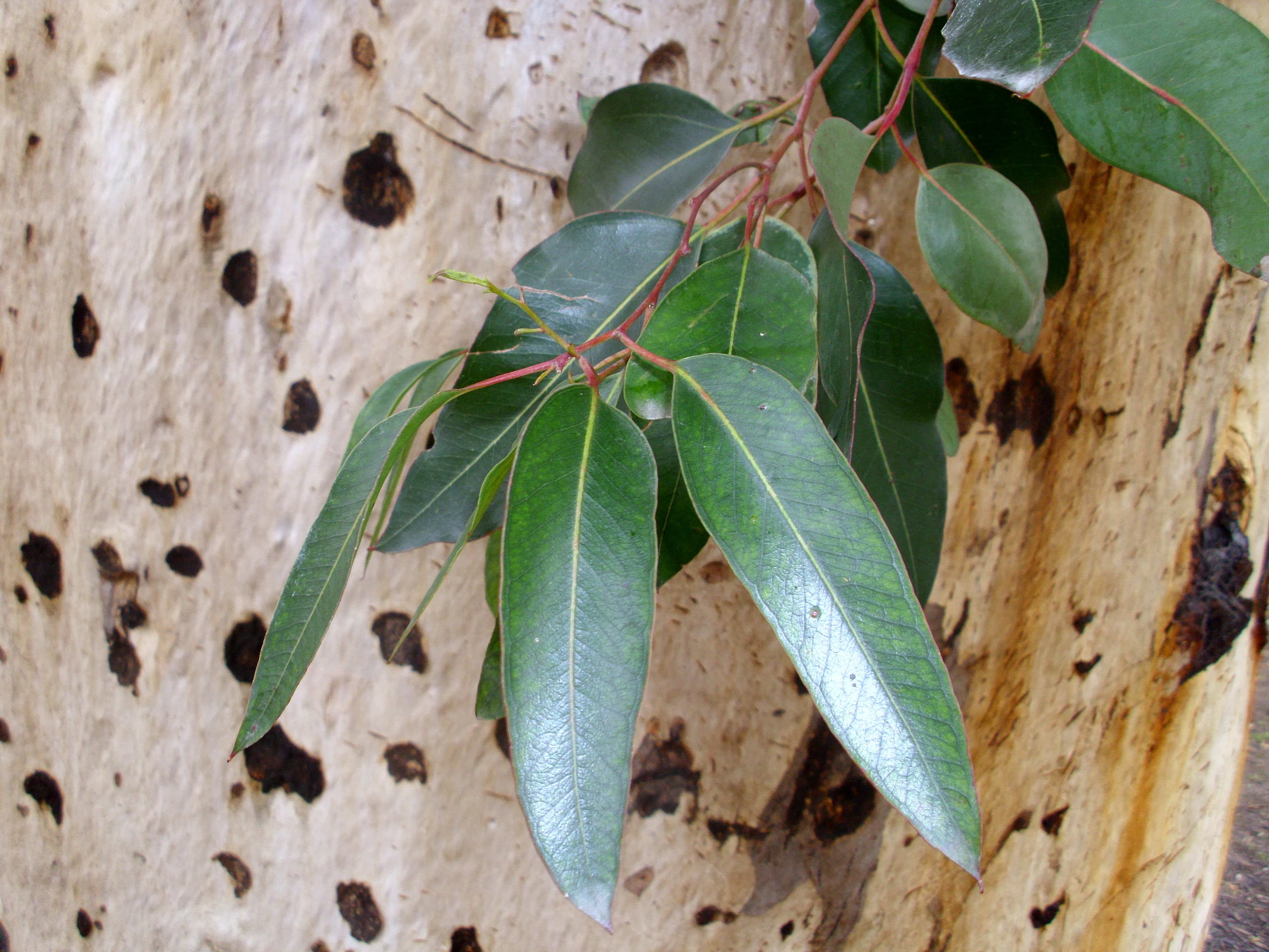 Eucalyptus globulus de Corse