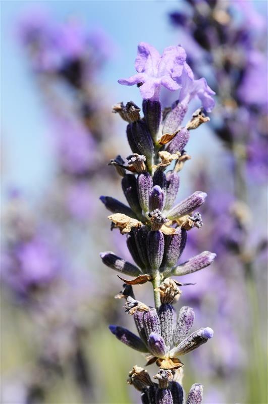 Fine lavender of Causses