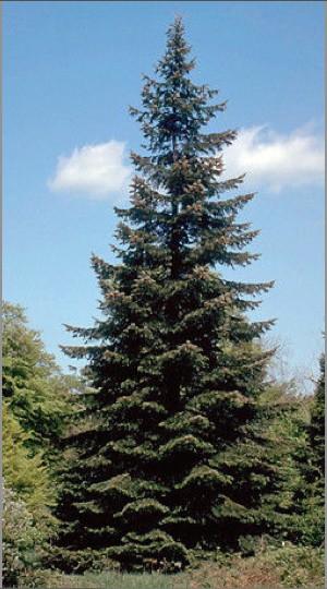 Giant fir