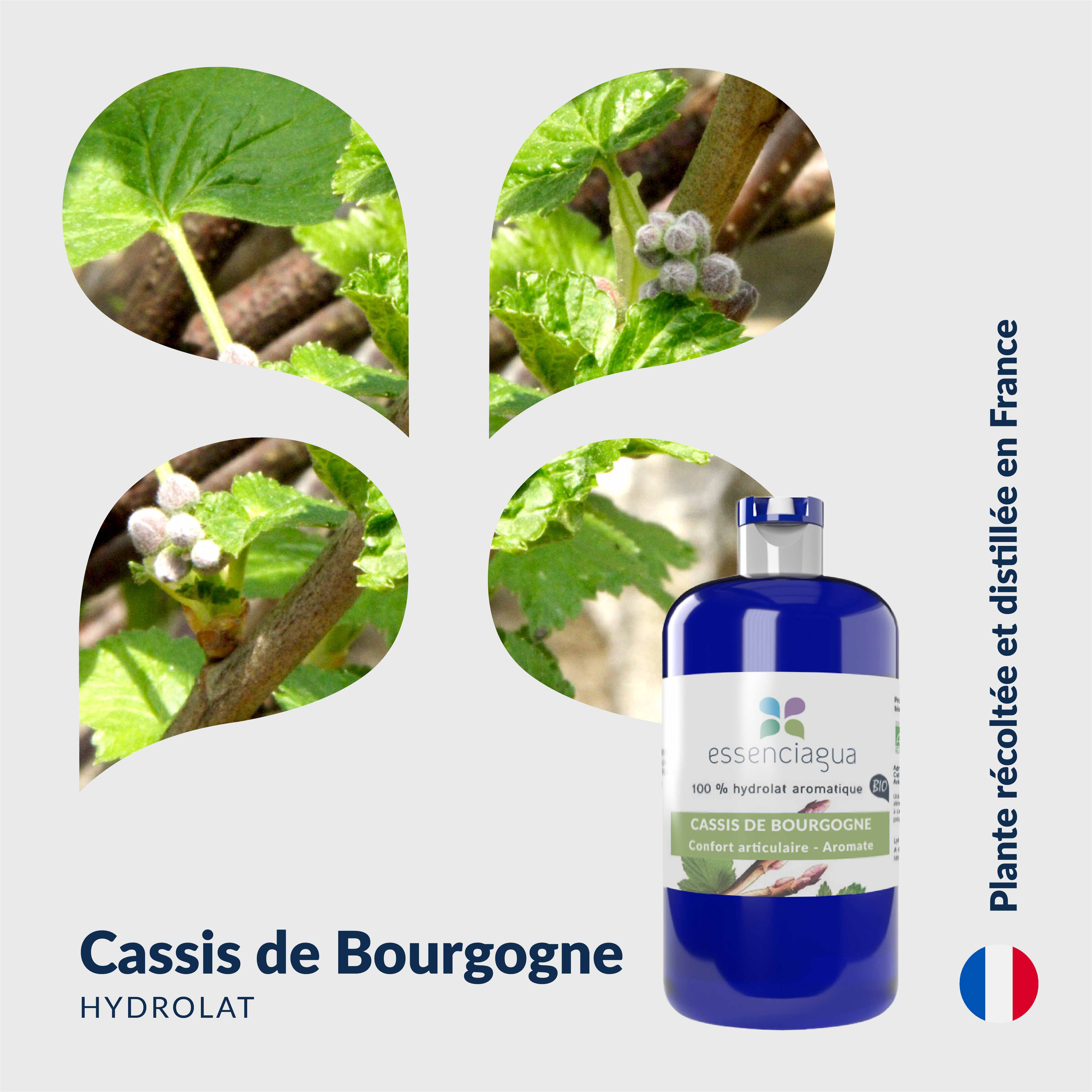 Focus de notre hydrolat Cassis de Bourgogne