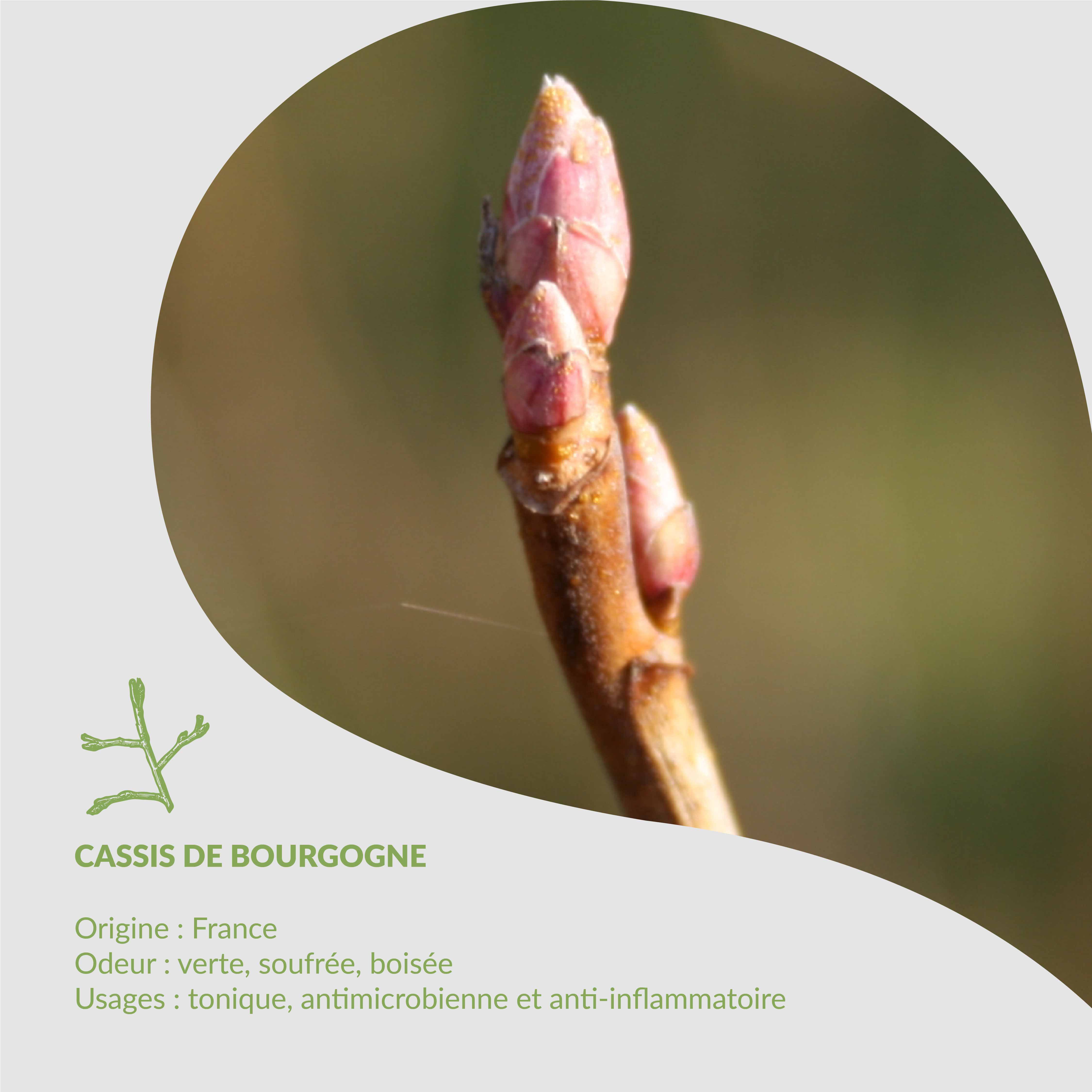 🌿Essenciagua Herbarium- Cassis de Bourgogne🌿