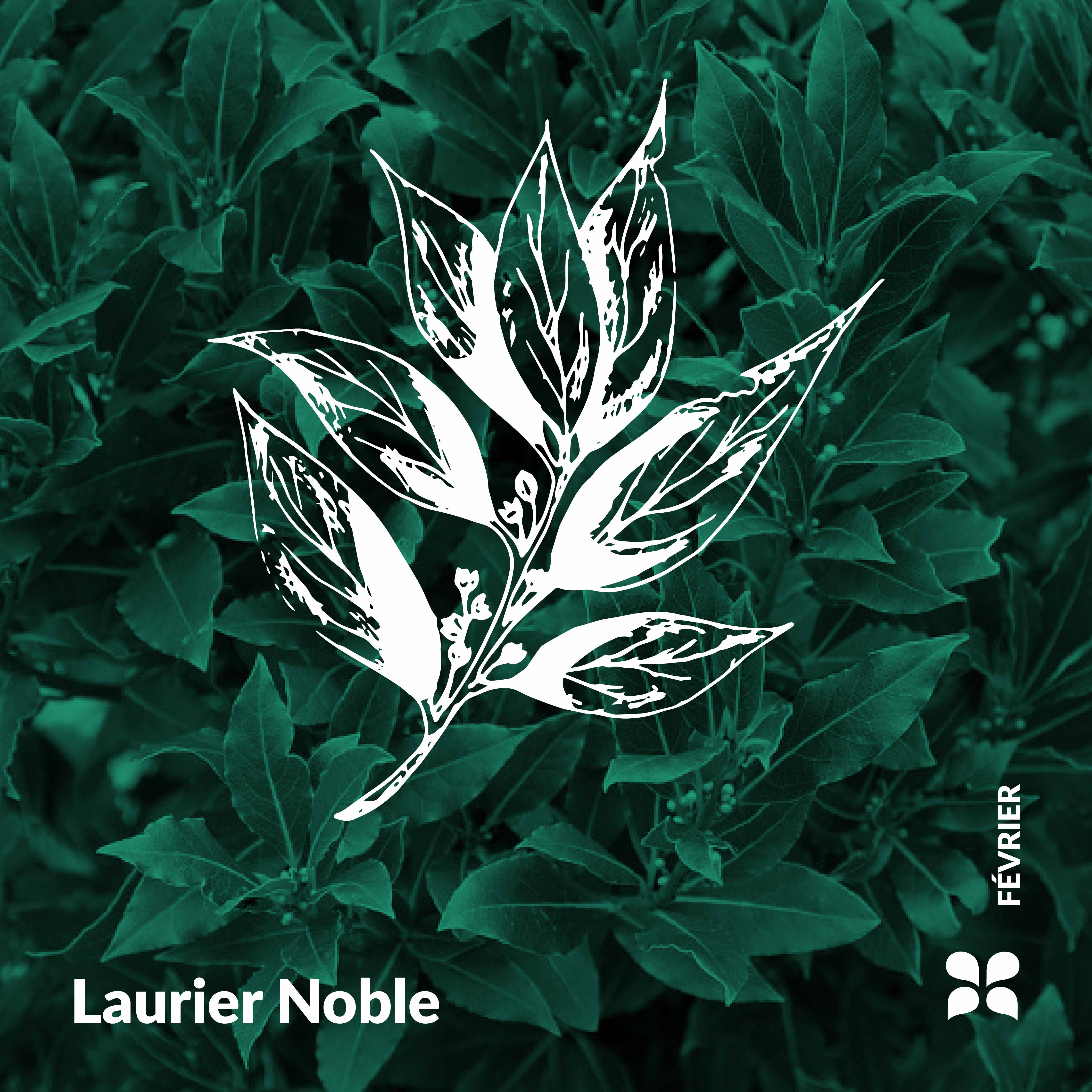 Essenciagua Herbarium - Noble Laurel