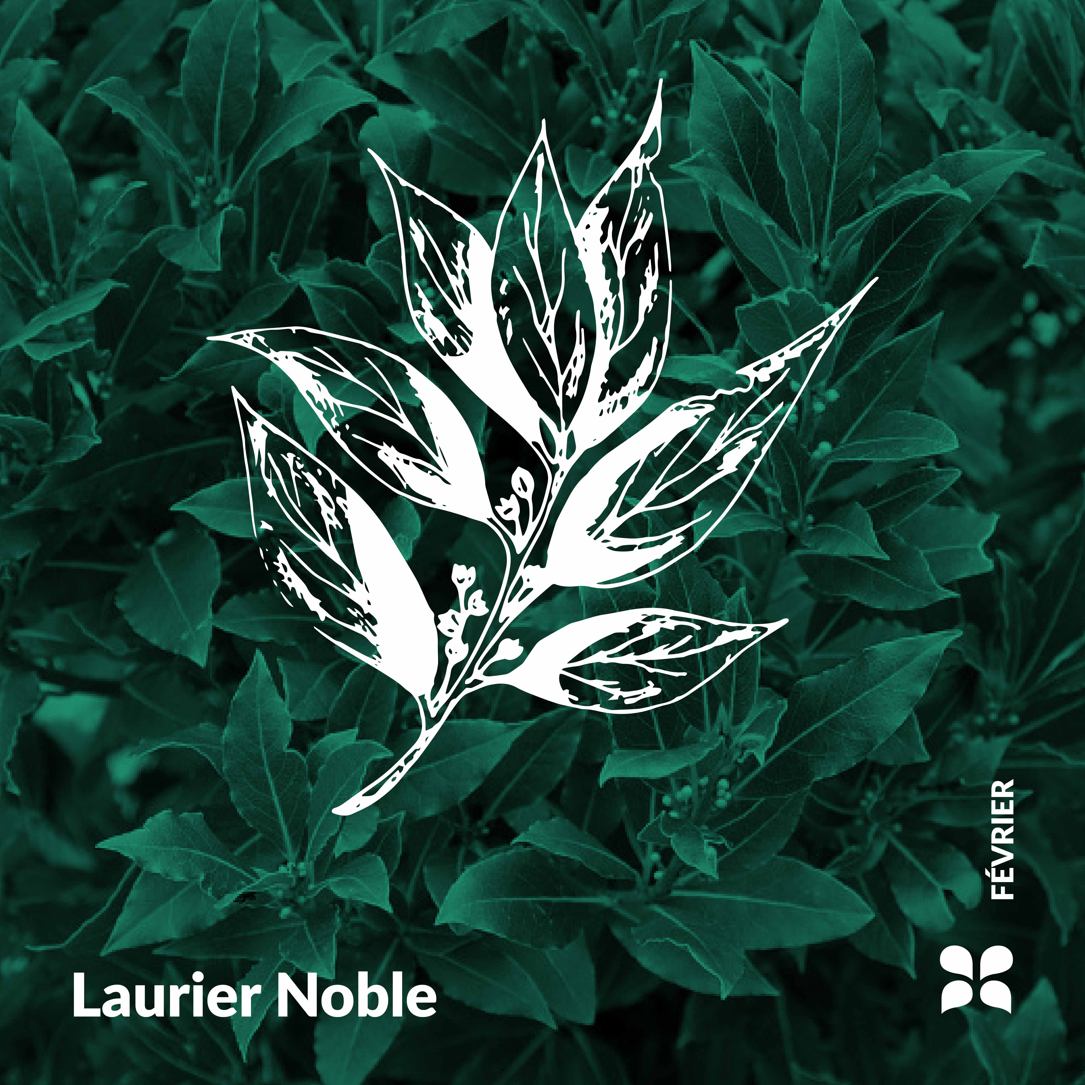 Herbarium d'Essenciagua - Laurier Noble