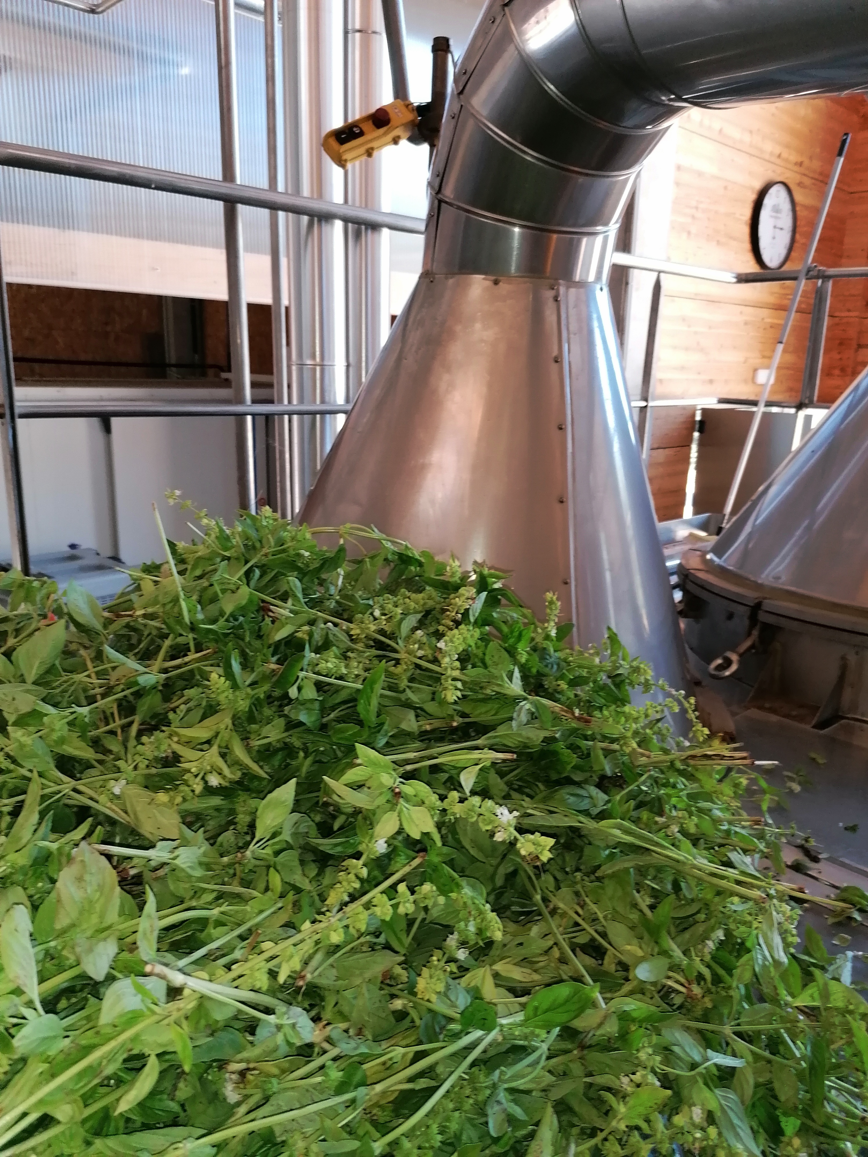 Discover the distillation Basil