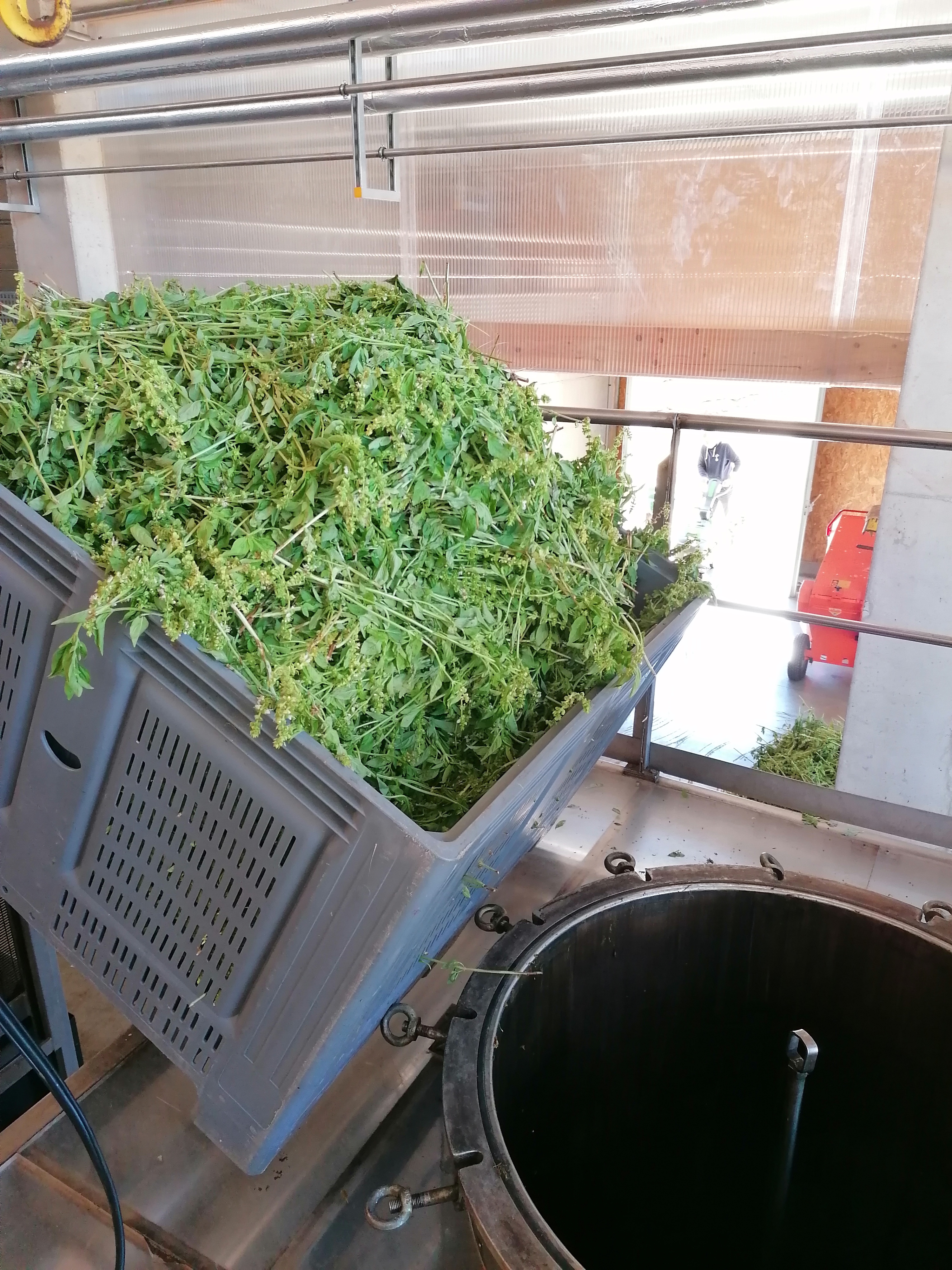 Decouvrez la distillation Basilic grand vert
