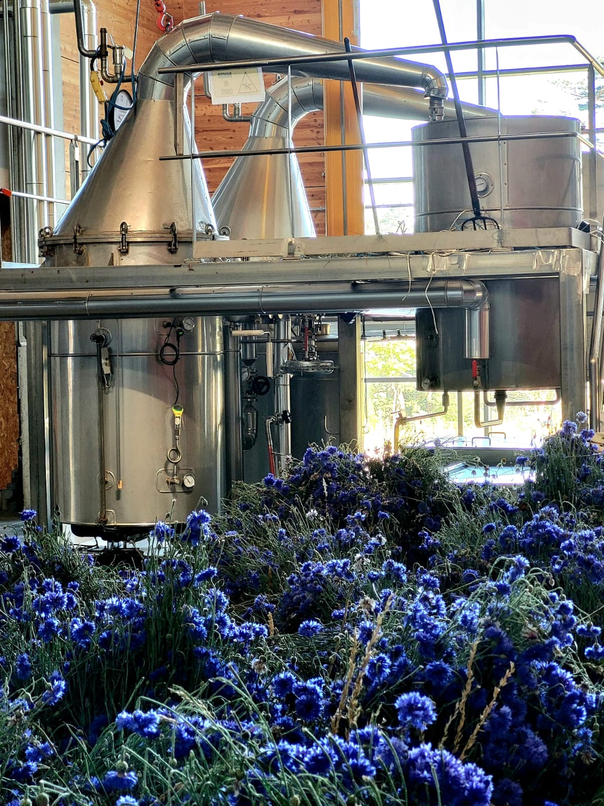 Discover the distillation Blueberry of Champs