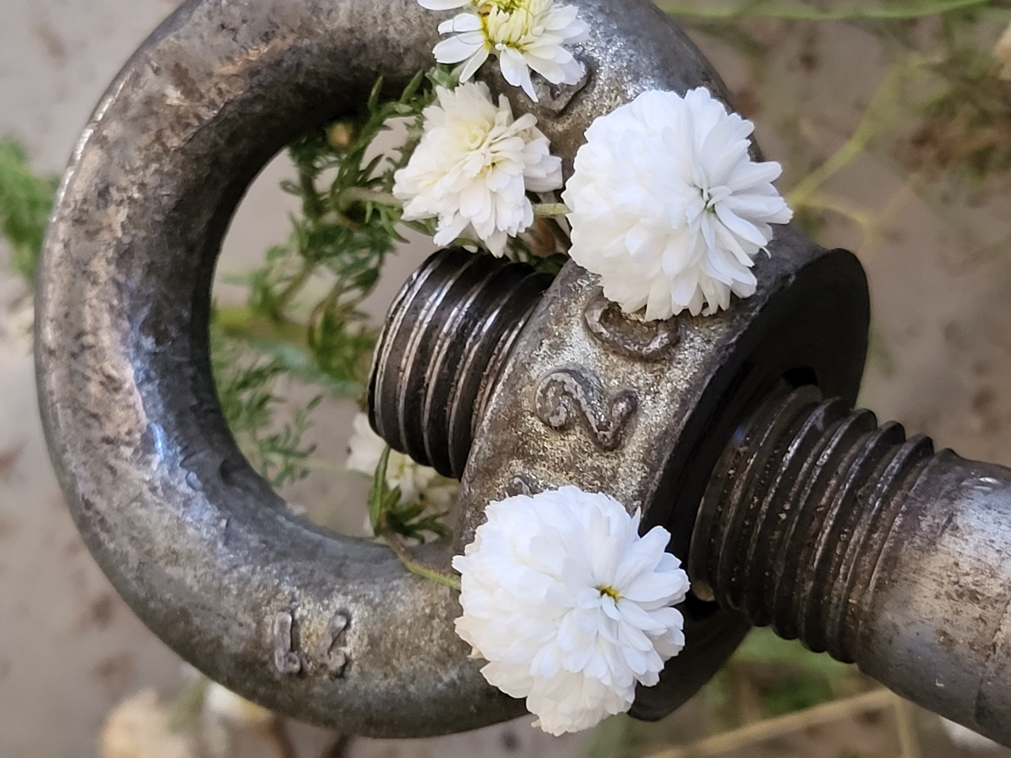 Discover the distillation Roman chamomile