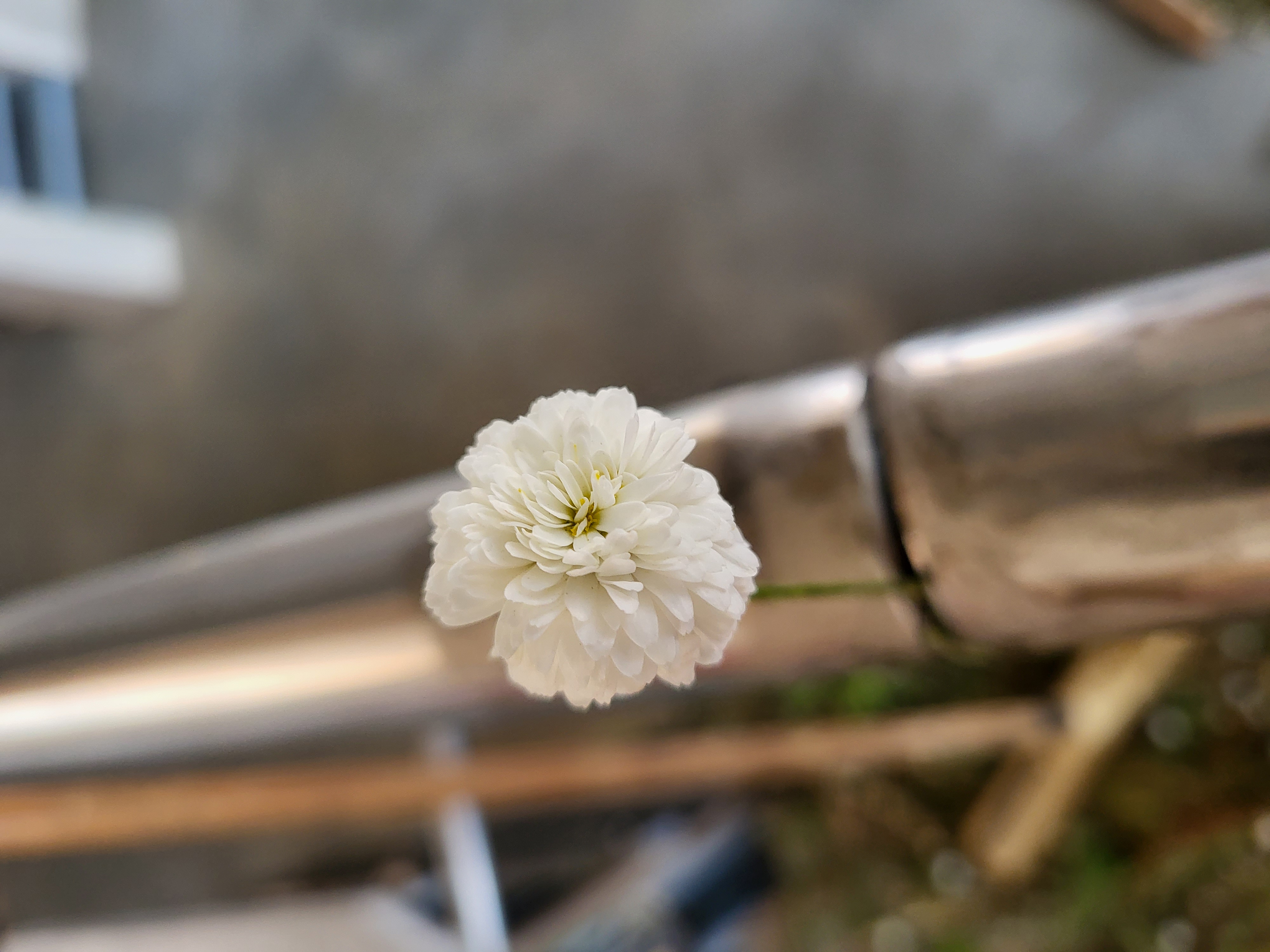 Discover the distillation Roman chamomile