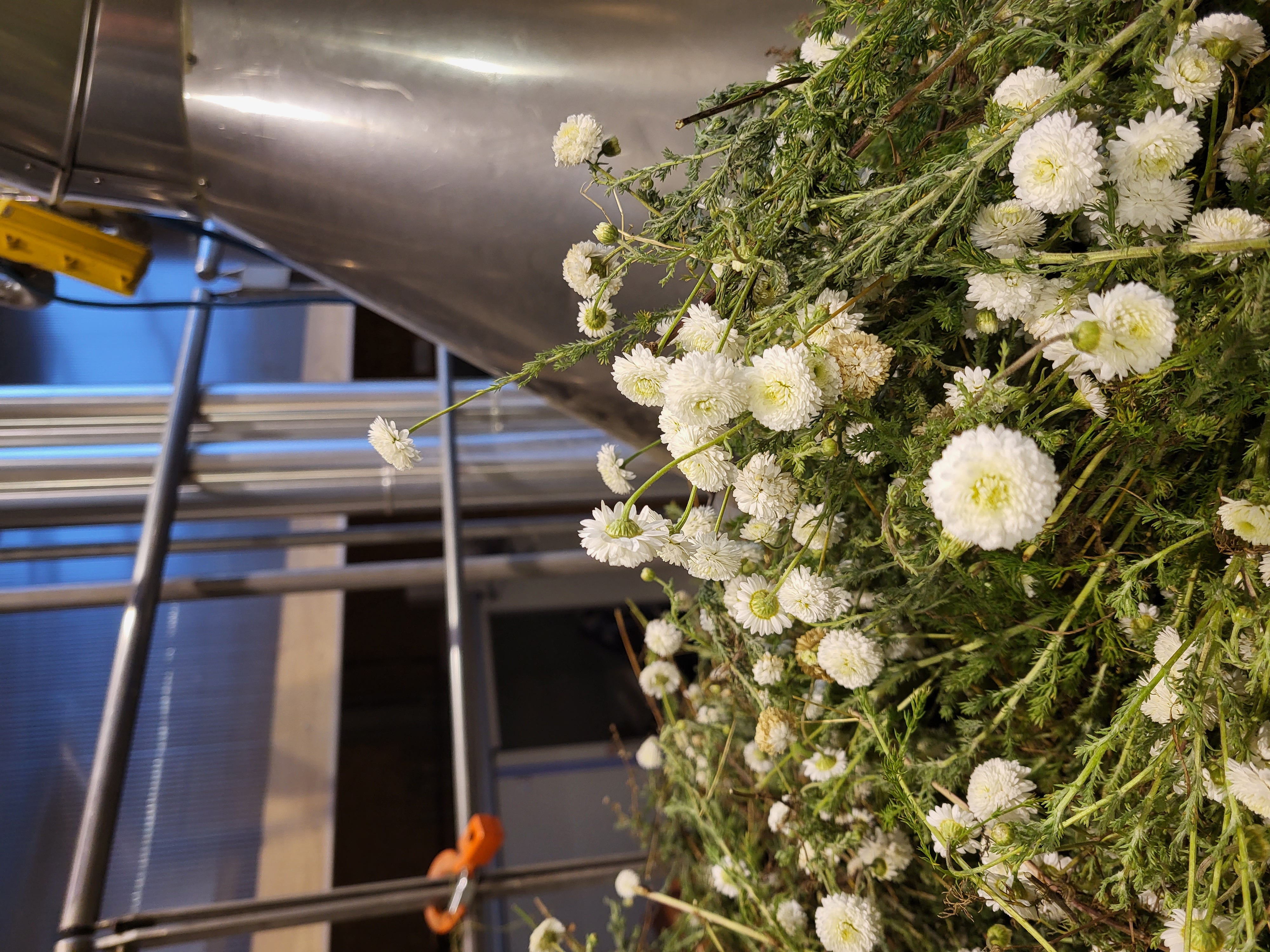 Discover the distillation Roman chamomile