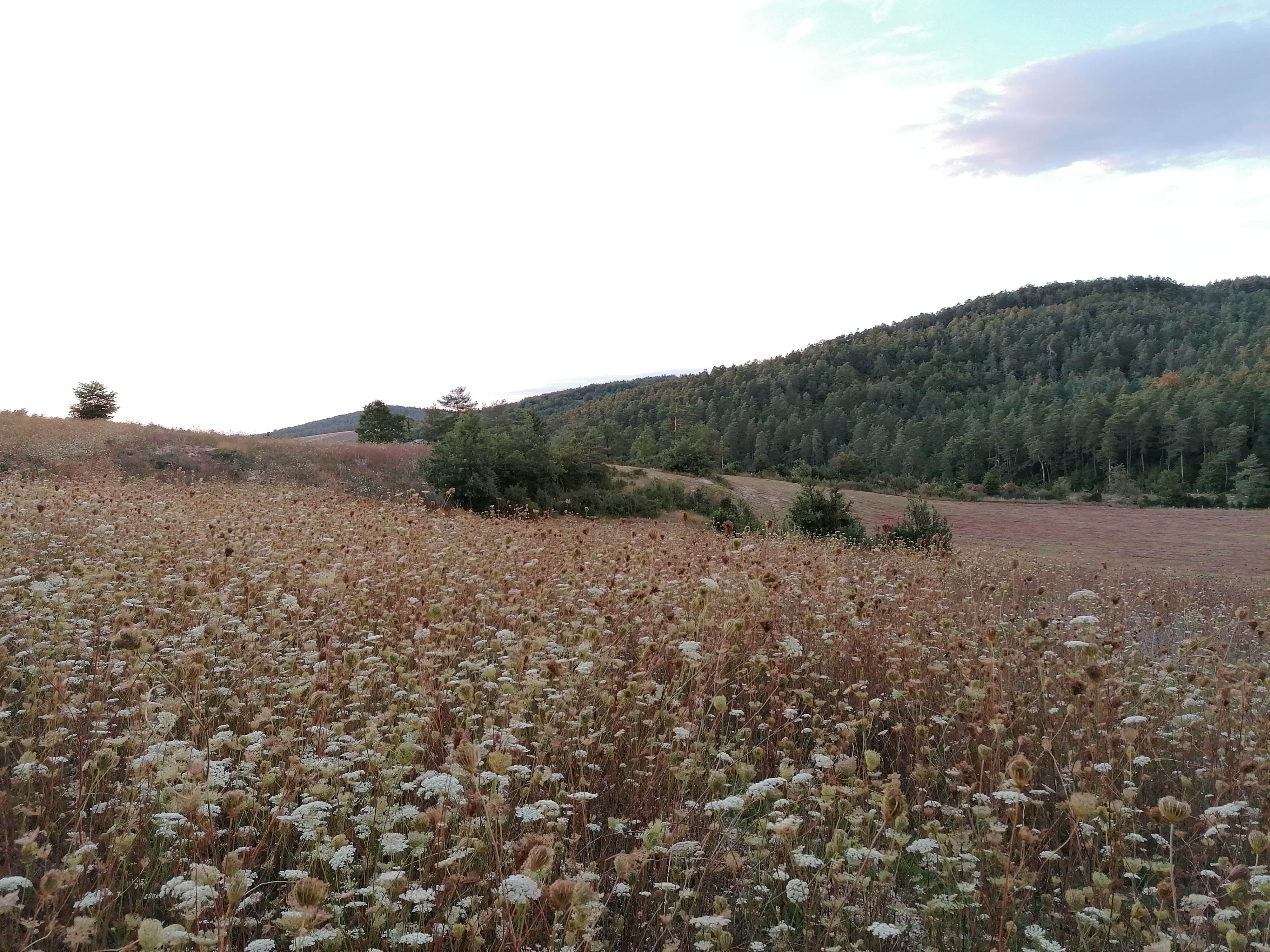 Discover the distillation Wild carrot