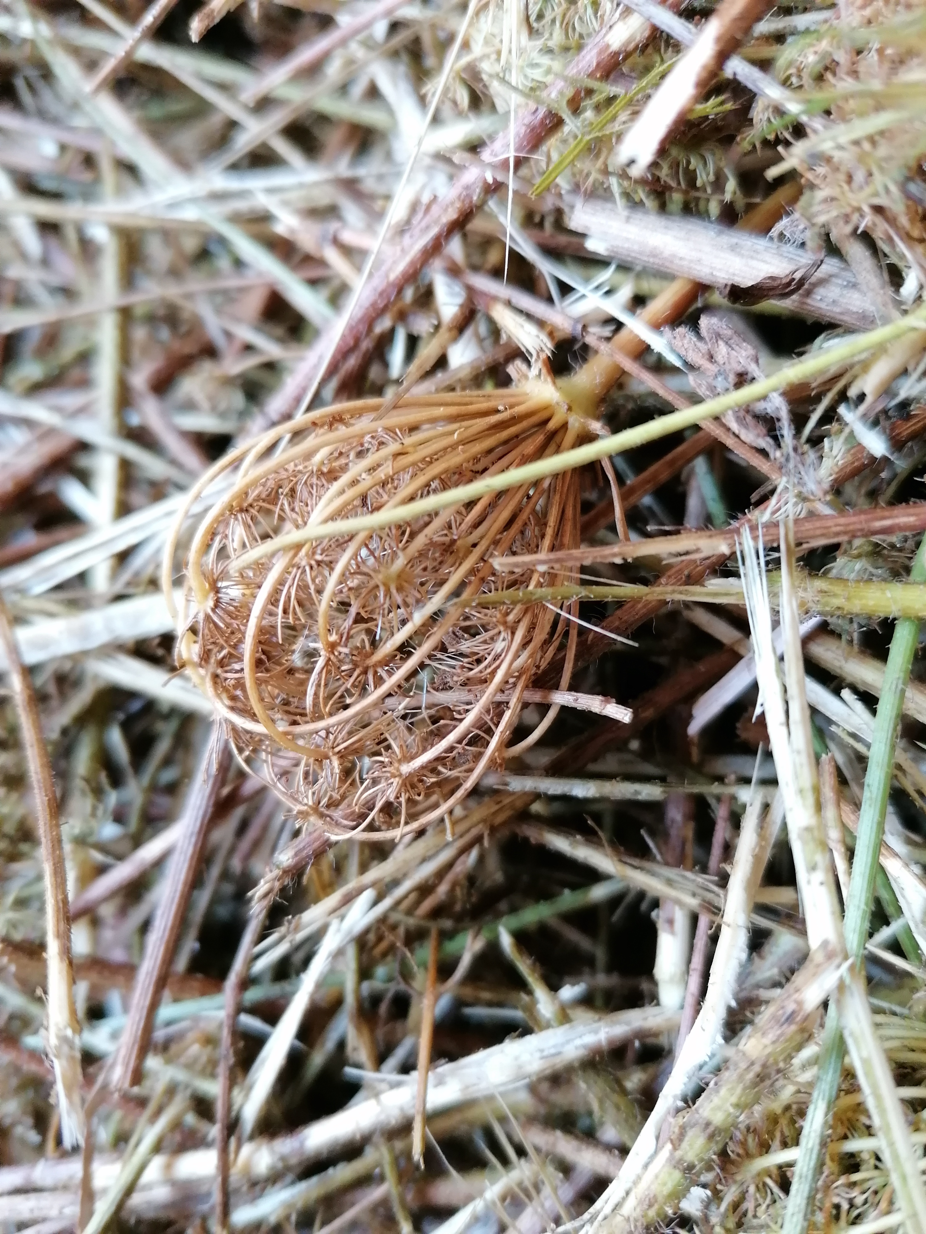 Discover the distillation Wild carrot